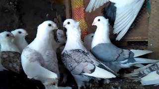 55 Satinette pigeons available in different colors 03459442750 Zain Ali farming in Pakistan [upl. by Acinimod]