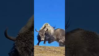 Wildest Yak Fight With Injured Yak  Hornless Yaks Are More Fearless [upl. by Ameyn614]