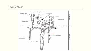 Renal Scintigraphy [upl. by Enaelem]