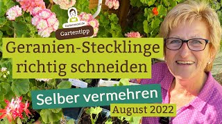 Wie vermehrt man Geranien Stecklinge richtig auswählen und schneiden [upl. by Gnaw]