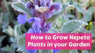 Nepeta Growing Guide Catmint Catnip by GardenersHQ [upl. by Notgnilra265]