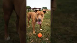 Dog Sports Photography Sony a7C2 Tamron 28200mm sportsphotography animalphotography sonya7cii [upl. by Dloreh193]