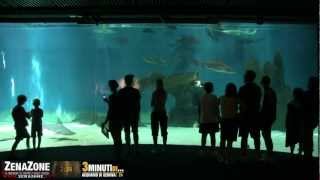 3 Minuti di  Acquario di Genova [upl. by Wein]