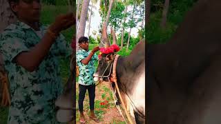 1848 காளையின் காதலன் 😇jallikattunew videosshorts songeruthattam cowtrending video [upl. by Yhtorod]