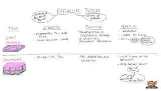 Epithelial Tissues [upl. by Suivatnad979]