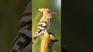 Bird Sounds  The Hoopoe Calling hoopoopoo shorts [upl. by Latsyrk]