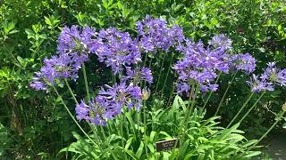 Agapanthus Plant Profile [upl. by Shafer105]