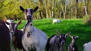 The Mt Capra Goat Farm [upl. by Ariahs]