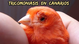 Tricomoniasis en canarios y soluciones🤔 [upl. by Rasia442]