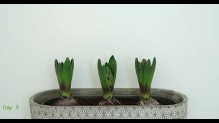 HYACINTHUS ORIENTALIS TIME LAPSE 4K [upl. by Ji44]