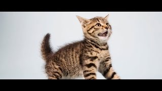 cat sound effects  efek suara kucing [upl. by Glendon978]