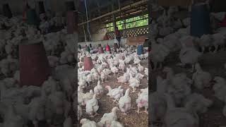 Les poulets de chair business chicken entreprendreourien farming success poulet ayam [upl. by Fraser113]