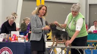 2024–1030 Border Terrier Breed Judging  Day 1 Doswell VA [upl. by Soluk]