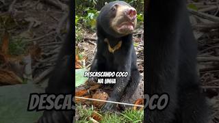 URSO DESCASCANDO COCO NA UNHA [upl. by Rysler]