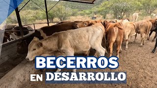 ¿Cómo engordar BECERROS EN DESARROLLO  RancheandoAndo [upl. by Mclaurin]