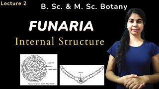 FUNARIA  Internal Structure  in Hindi  Botany  B Sc amp M Sc [upl. by Sophi]