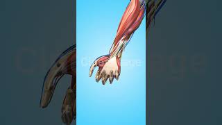 Hand Movement with Muscles Bones and Veins stock footage  stock video  Cinefootage [upl. by Regdirb251]