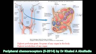 Peripheral chemoreceptors and regulation of respiration 52014 by Dr Khaled A Abulfadle [upl. by Gustafson]