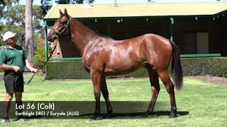 Lot 56  Earthlight IRE  Euryale AUS Colt [upl. by Alurta]