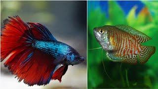 Can gouramis and betta fish live together can male betta and dwarf gourami share the same fish tank [upl. by Aeneg]