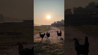 Beautiful sunriseBeautiful morningA fresh start naturelikesunrisemorningpeacefarmanimals [upl. by Keldon]