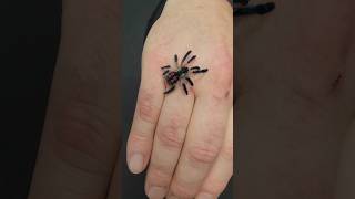 Typhochlaena seladonia jumps on my hand while taking macrophotos tarantula spider [upl. by Feirahs]