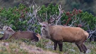 Hirschbrunft in den Alpen 2 [upl. by Jelene979]