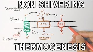 Mechanism of NonShivering Thermogenesis [upl. by Bonnice]