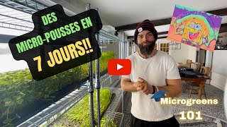 Comment faire pousser des micropousses en 7 jours de A à Z [upl. by Noraj693]