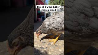 Oliver Egger Breed pets chicken gallinas backyardflock roosters farm shorts eggs gallos [upl. by Attlee122]