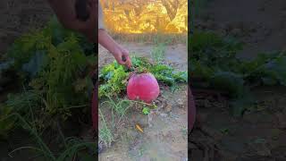 The process of pulling giant radish [upl. by Shari]