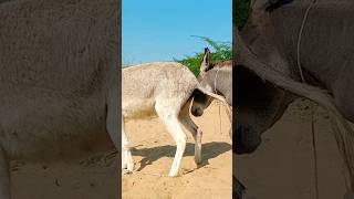 donkeys youtubeshorts virslshorts [upl. by Atener]