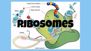 The CellRibosomes [upl. by Tower]