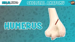 Humerus Anatomy [upl. by Audette]