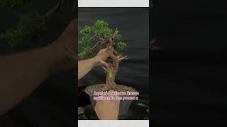 bonsai 盆栽 juniper itoigawa pinheiro part 4 [upl. by Annola]