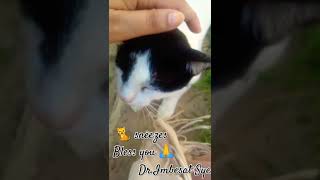 cat sneezes pets relax [upl. by Oakley]