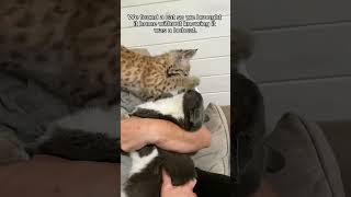 This man rescued a lost motherless baby bobcat and brought it home to raise animalshorts [upl. by Assilla]