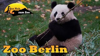 Zoo Berlin  der beste Stadtzoo Deutschlands  Von Nah zum Zoo [upl. by Sirhc733]