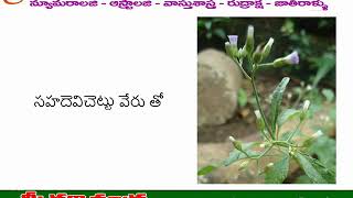 Uses of Sahadevi plant By Sowparnika Astrology [upl. by Rania]