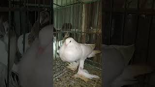 Wonderful White pigeon Call pigeon kabootar কবুতর short shortsvideos viralvideoシ 🥰 [upl. by Onitnerolf]