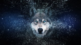 Wolf  Canis lupus  sounds Howling barking and growl 4K Ultra HD [upl. by Nnaaihtnyc]