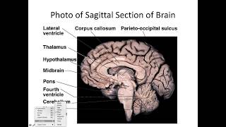 B232S18 Brain and Cranial Nerves part I [upl. by Lewej]