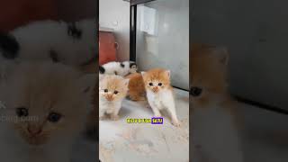 obat kutu kucing untuk bayi kucing agar bersih dari kutu dengan rekomendasi obat kucing nano kutu [upl. by Nnylekoorb783]