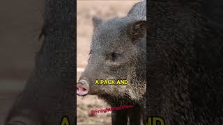 Javelinas The Deserts Aggressive Pack Hunters  Joe Rogan [upl. by Ardek12]