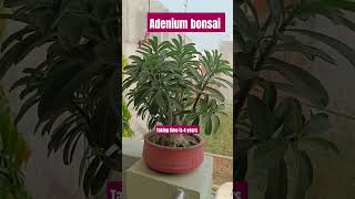 For adenium care and information about bonsai subscribe my channel aeonium bonsaiplants gardening [upl. by Lamdin]