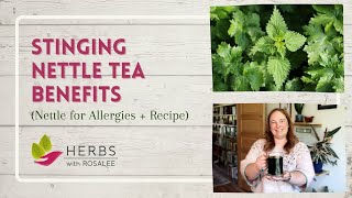 Stinging Nettle Tea Benefits Nettle for Allergies  Recipe [upl. by Hctud]