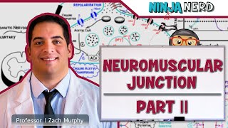 Musculoskeletal System  Neuromuscular Junction  Excitation Contraction Coupling Part 2 [upl. by Amekahs]