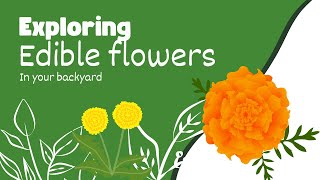 Exploring Edible Flowers Culinary Uses and Recipes [upl. by Whall344]