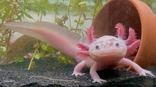 Akvaryum Vlog 524 Axolotl Geldi [upl. by Nydia684]