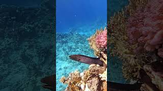 Giant moray eel fish coral reef red sea Egypt morayeel coralreef scubadiving fish [upl. by Jammal]